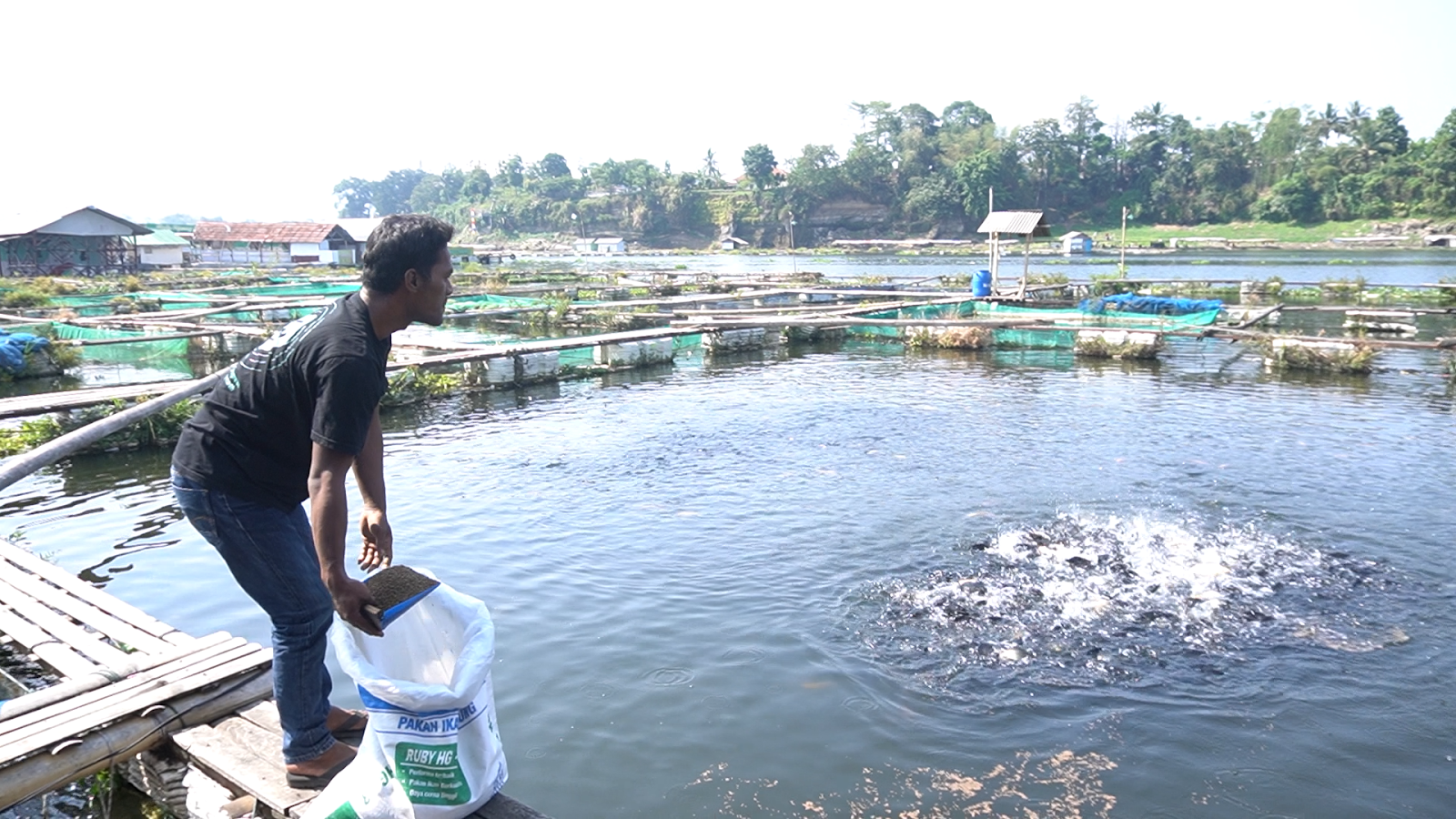 julo-efishery-partnership-financial-inclusion-for-fish-farmers